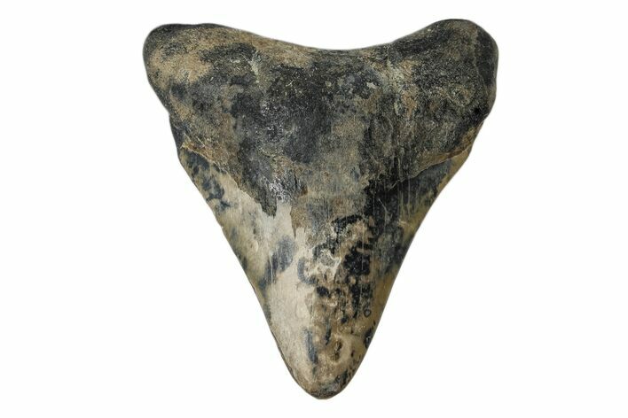 Juvenile Megalodon Tooth - South Carolina #172122